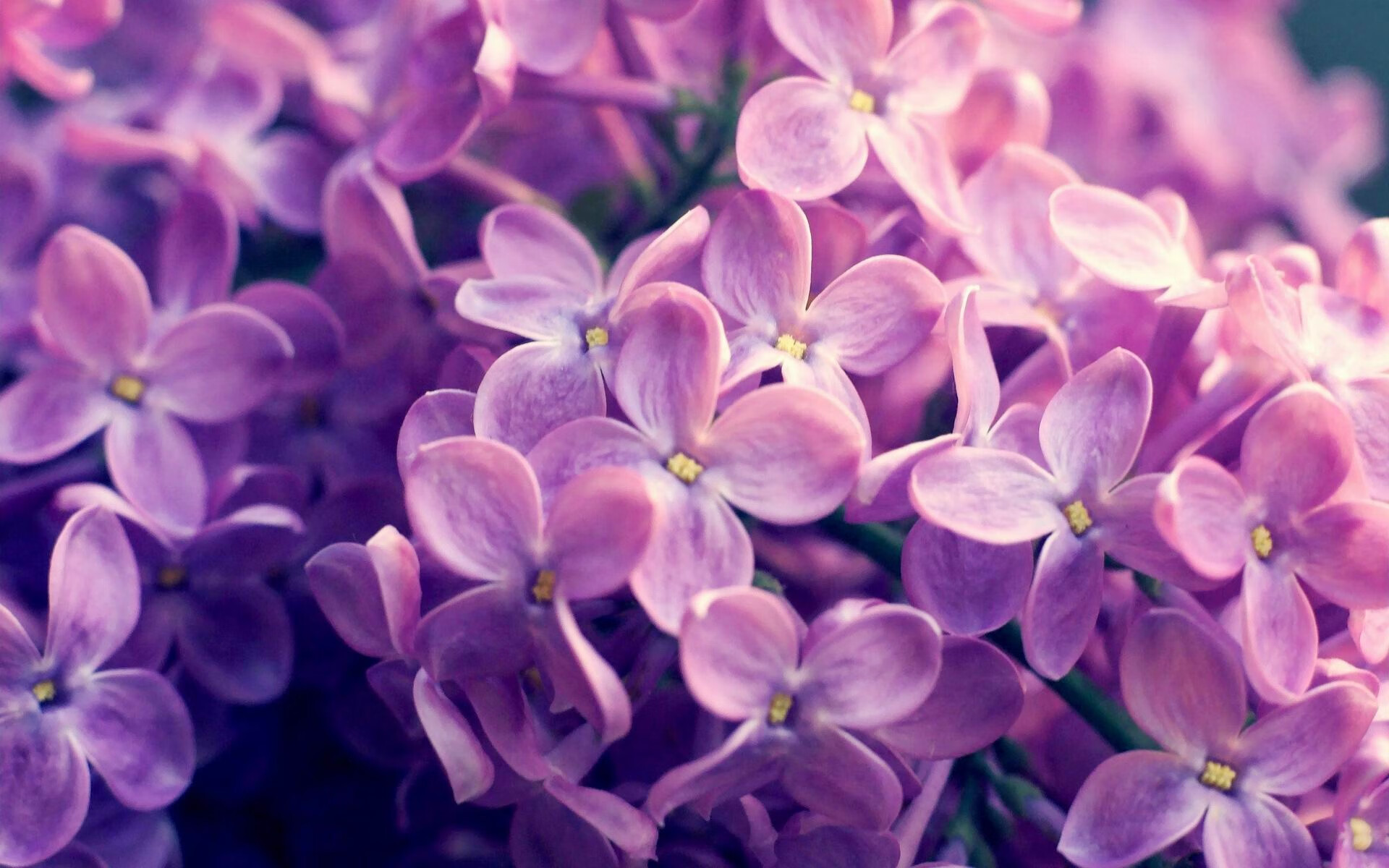 时间的漩涡，当里昂终结新西兰，若日尼奥已在欧冠决赛接管