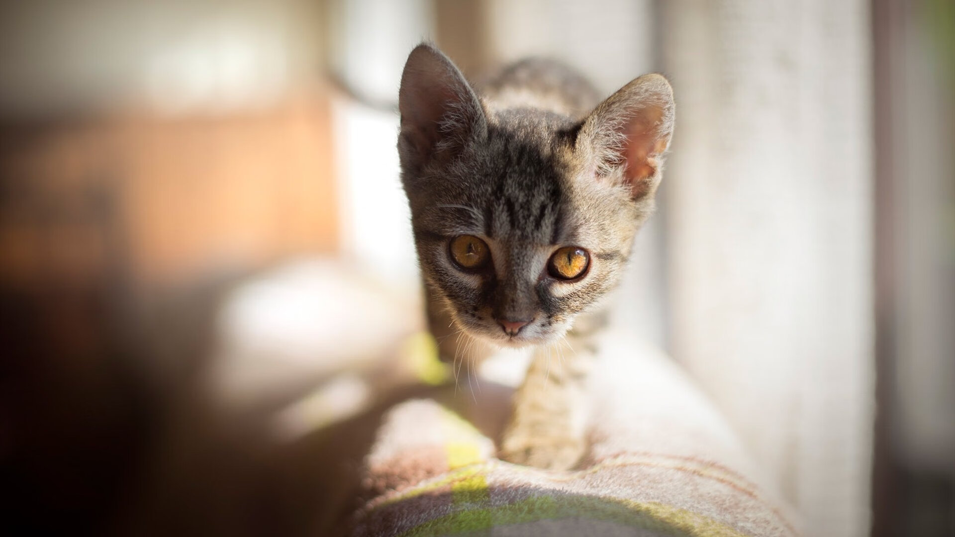 旧法老的黄昏与新法老的加冕，埃及铁流战术全面压制尼斯，凯塞多一剑封喉完成王朝迭代